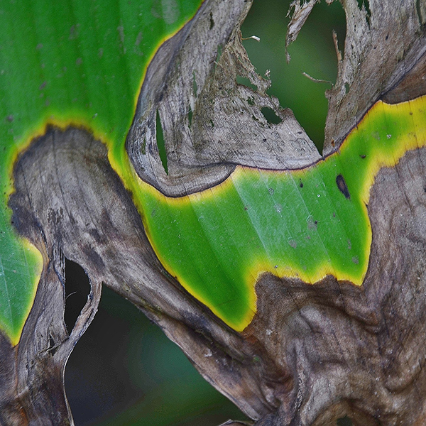 Searles How to control and treat leaf burn